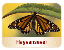 Peygamberimizin Hayvanlara Olan Merhameti